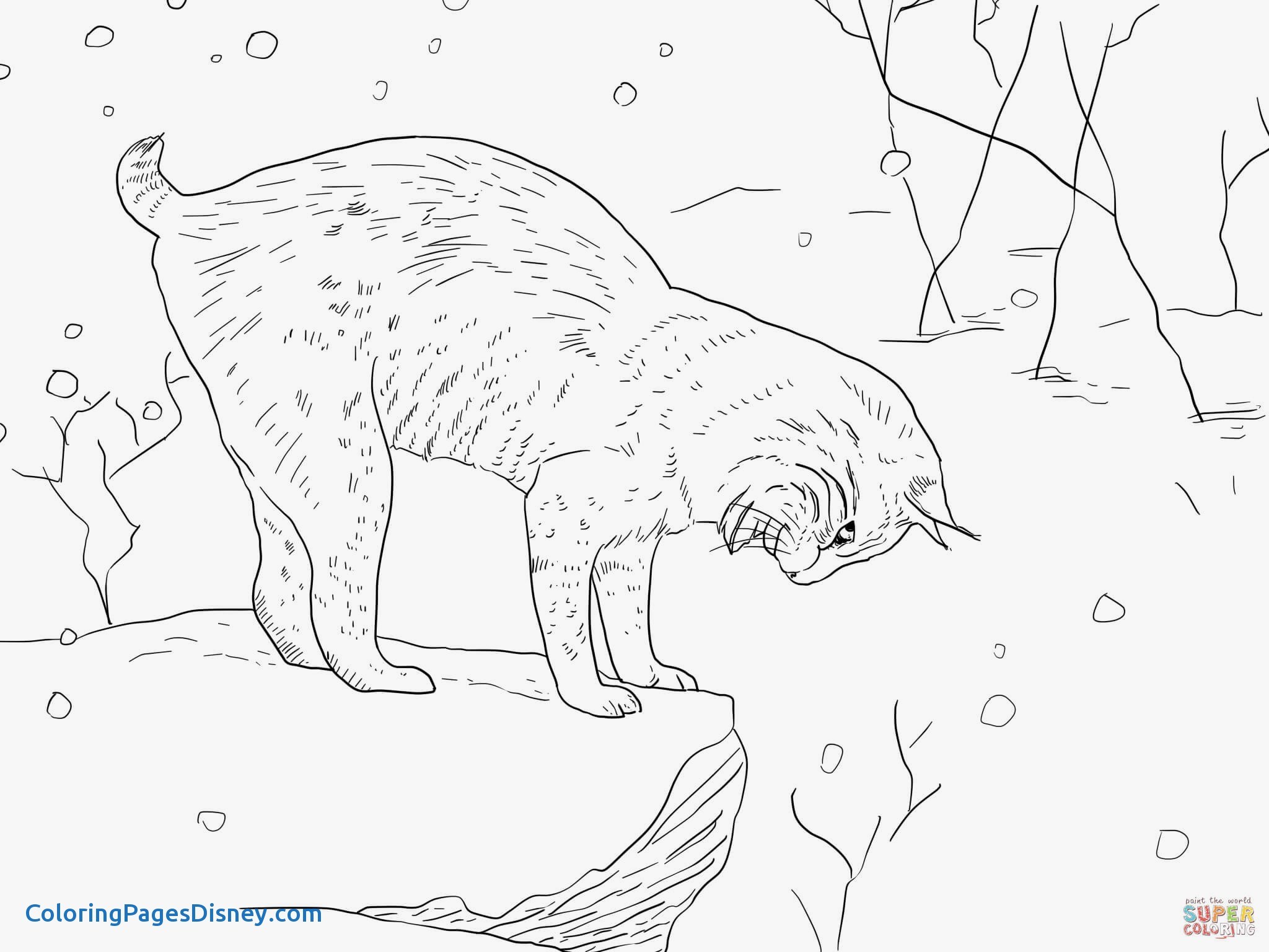 2048x1536 Lynx Coloring Pages Luxury Lynx Coloring Pages