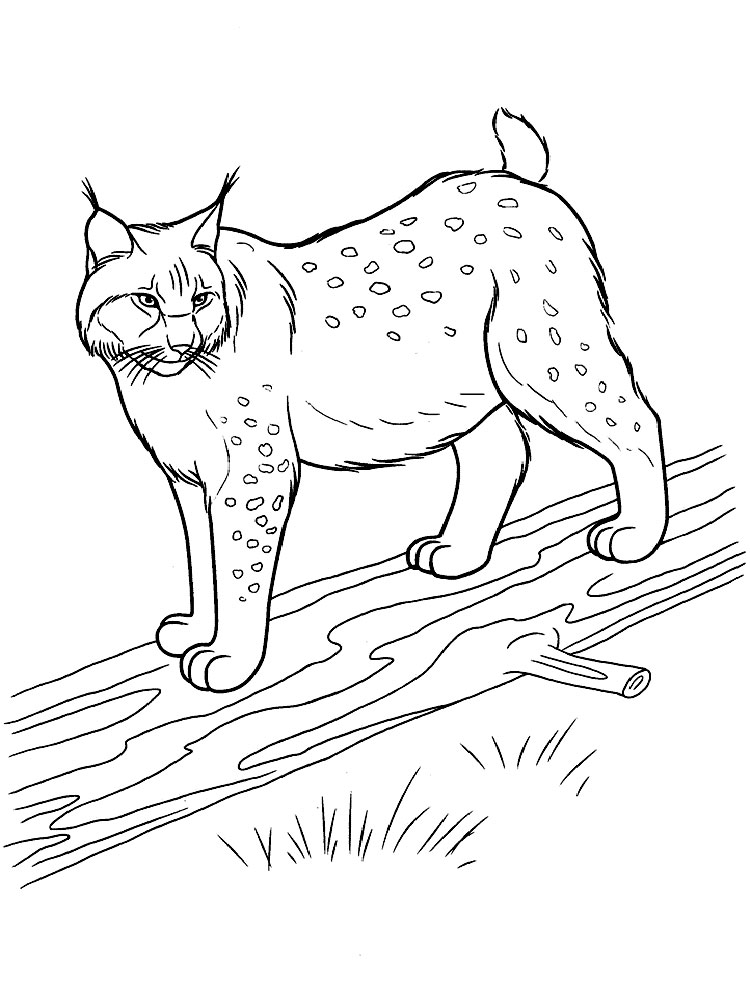 750x1000 Lynx Coloring Pages. Download And Print Lynx Coloring Pages
