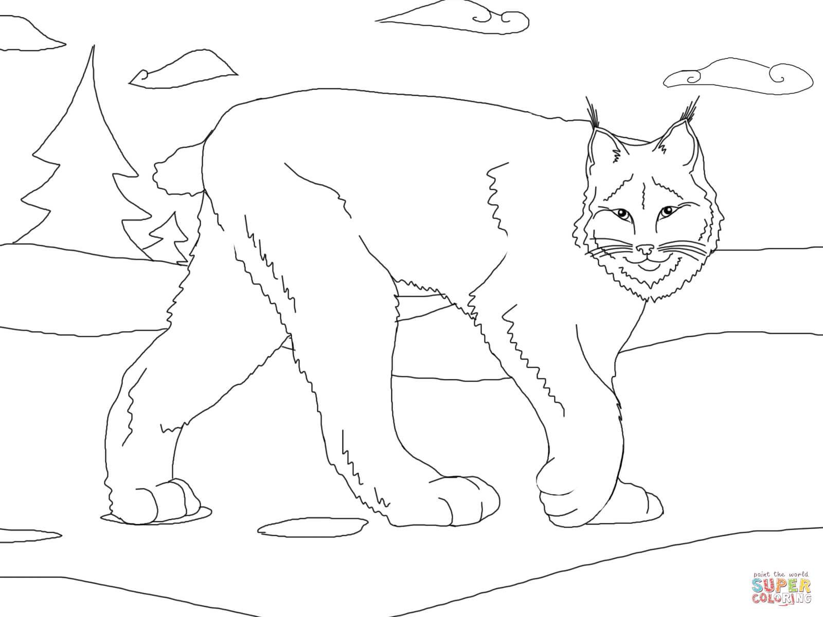 1600x1200 The Best Cute Canada Lynx Coloring Page Printable Of Cat Ideas