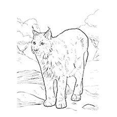 230x230 Top 10 Lynx Coloring Pages For Your Little One