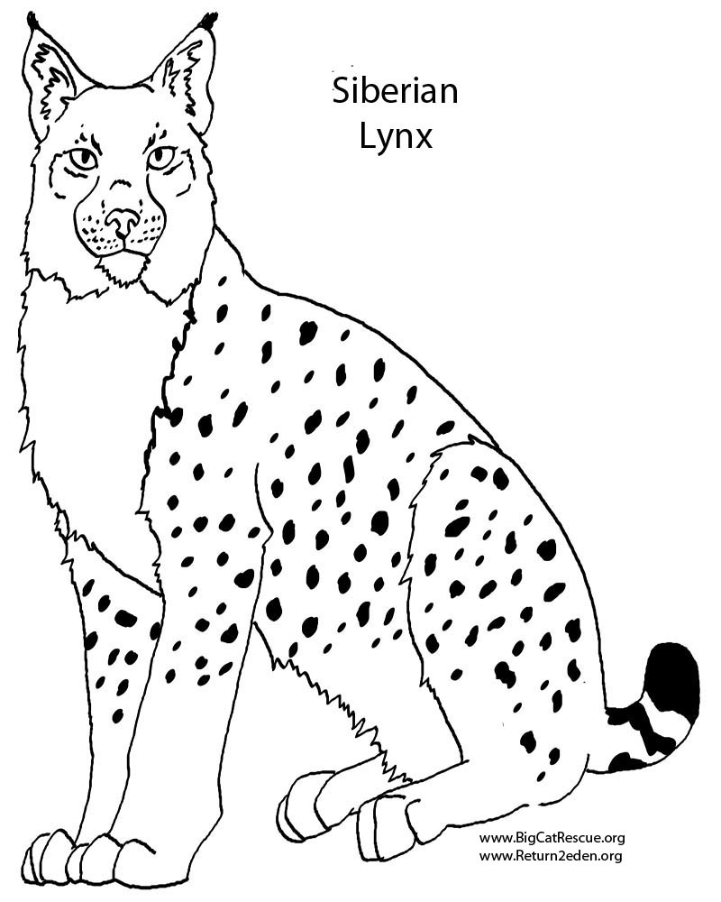 800x1000 Unique Lynx Page To Color Design Printable Coloring Sheet
