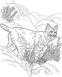 236x296 Bobcat Coloring Pages Lynx Coloring Pages Eurasian Lynx Coloring