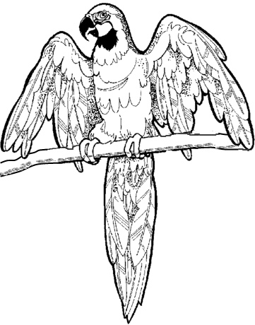 Macaw Coloring Page Mural Craft 361x460 Macaw Coloring Page Mural Craft