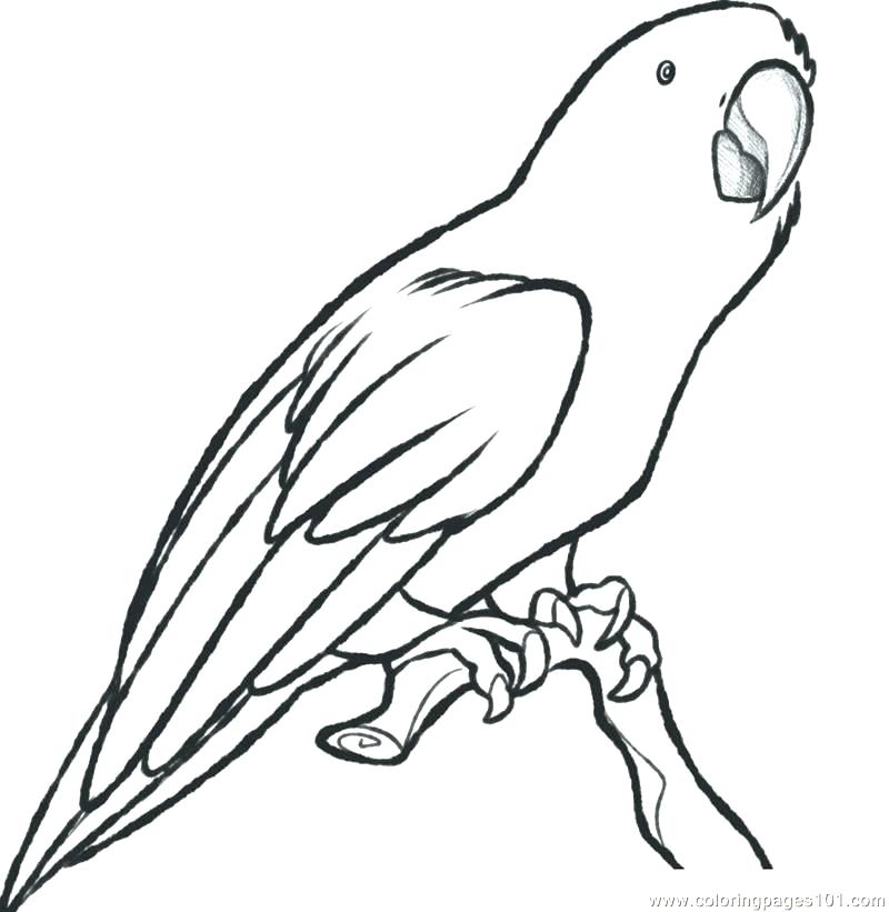 Macaw Coloring Page Parrot Coloring Page Great Parrot Coloring 800x821 Macaw Coloring Page Parrot Coloring Page Great Parrot Coloring