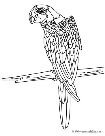 Macaw Coloring Page Coloring Pages Adult Coloring 364x470 Macaw Coloring Page Coloring Pages Adult Coloring