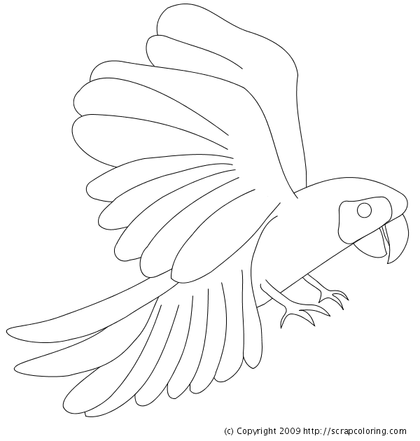 Macaw Coloring Page 600x630 Macaw Coloring Page