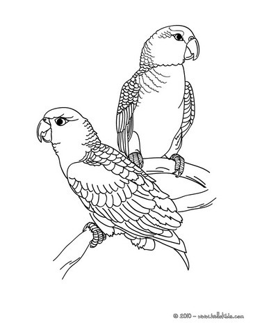 Macaw Coloring Pages 364x470 Macaw Coloring Pages