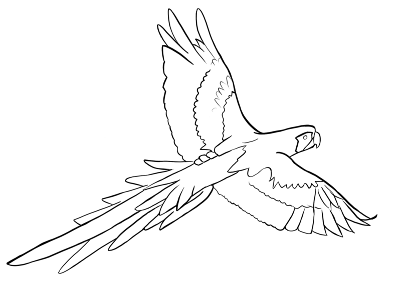 Parrots Coloring Sheet Outline, Parrot Drawing Outline. Coloring 800x600 Parrots Coloring Sheet Outline, Parrot Drawing Outline. Coloring