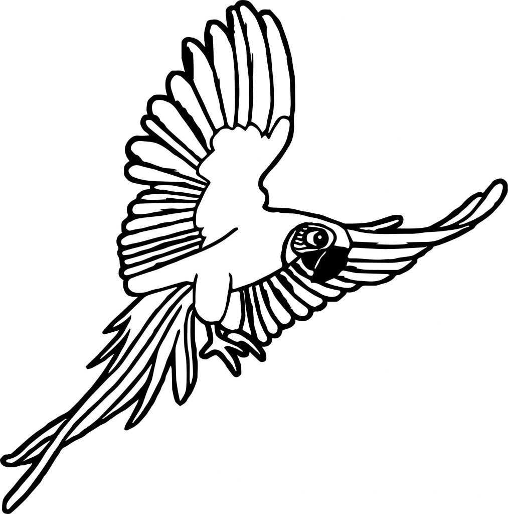 Rainforest Macaw Coloring Page Wecoloringpage 1013x1024 Rainforest Macaw Coloring Page Wecoloringpage