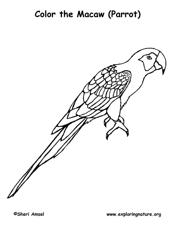 Scarlet Macaw Coloring Page 614x791 Scarlet Macaw Coloring Page
