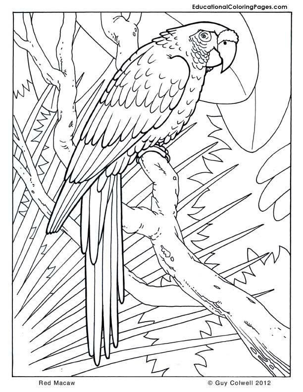 Macaw Coloring Pages, Birds Coloring Rainforest Animals 612x792 Macaw Coloring Pages, Birds Coloring Rainforest Animals