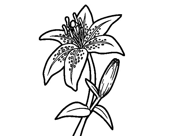 600x470 Madonna Lily Coloring Page