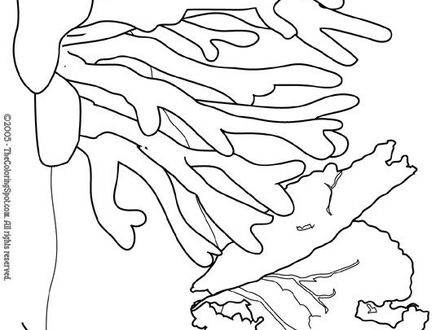 Magic School Bus Coloring Pages 440x330 Magic School Bus Coloring Pages