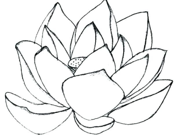 Stunning Coloring Pages Flowers Print Images Coloring Pages 618x464 Stunning Coloring Pages Flowers Print Images Coloring Pages