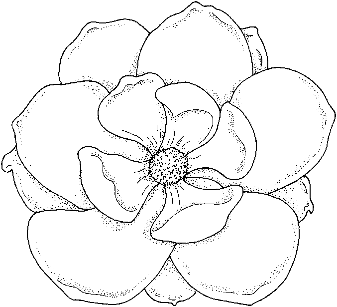 Flowers Coloring Pages Color Printing Flower Coloring Pages 677x615 Flowers Coloring Pages Color Printing Flower Coloring Pages