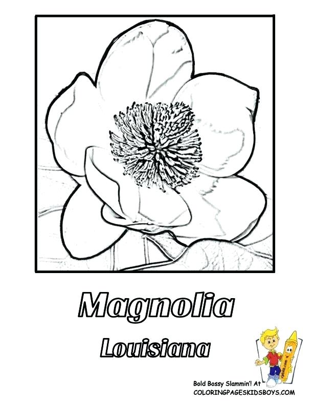 Louisiana Coloring Sheets State Flower Coloring Page Magnolia 612x792 Louisiana Coloring Sheets State Flower Coloring Page Magnolia