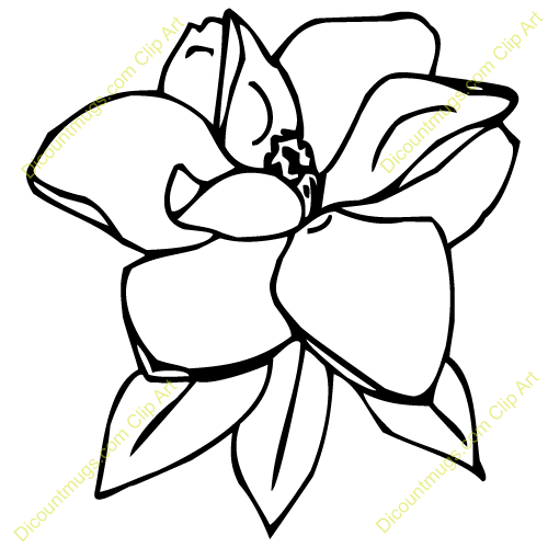 Magnolia Clipart Many Interesting Cliparts 500x500 Magnolia Clipart Many Interesting Cliparts