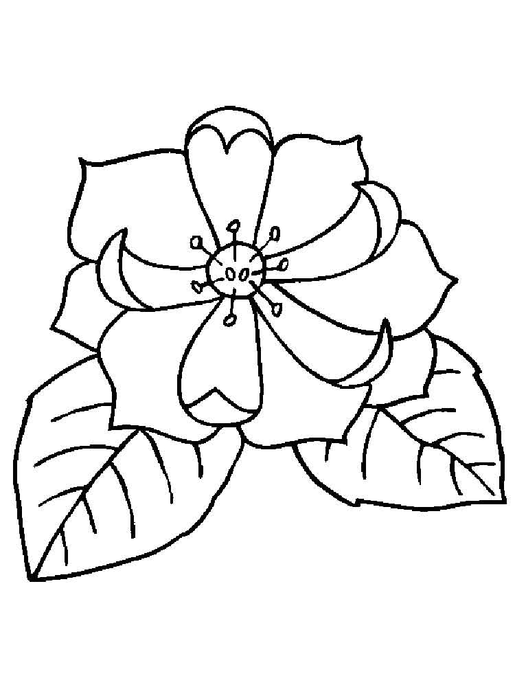 Magnolia Coloring Pages. Download And Print Magnolia Coloring Pages 750x1000 Magnolia Coloring Pages. Download And Print Magnolia Coloring Pages