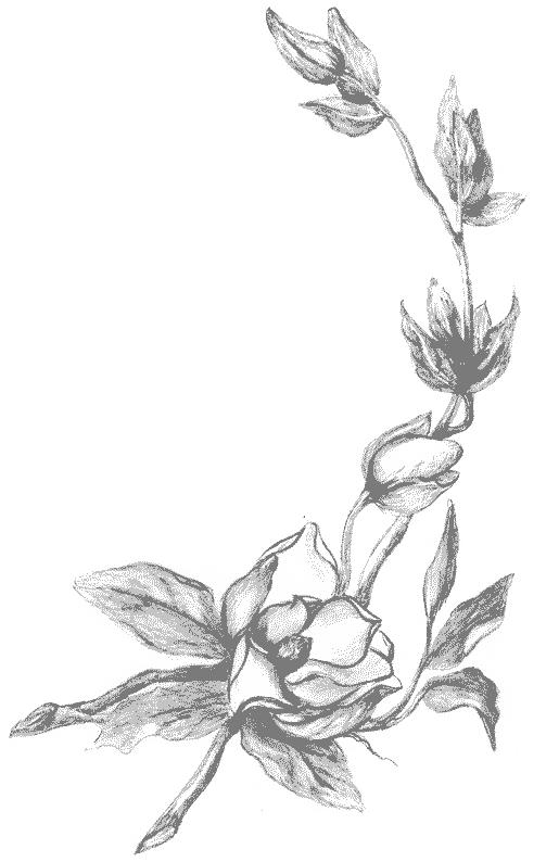 Magnolias Coloring Page 4 515x794 Magnolias Coloring Page 4