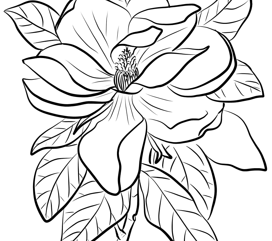 Pelicaning Pages Eastern Brown Halo Birds Pelicans For Kids 865x768 Pelicaning Pages Eastern Brown Halo Birds Pelicans For Kids