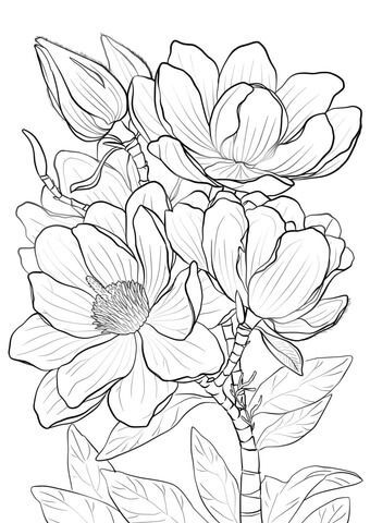 Campbells Magnolia Coloring Page Art Magnolia 340x480 Campbells Magnolia Coloring Page Art Magnolia