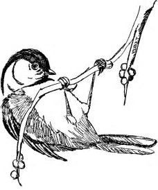 228x274 Image Result For Chickadee Maine State Coloring Page Coloring