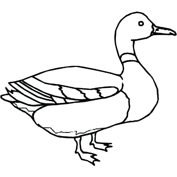 Make Way For Ducklings Coloring Page at GetColorings.com | Free ...