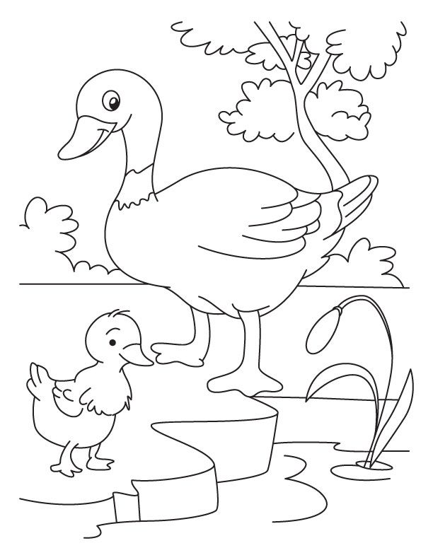 612x792 Duck And Duckling Coloring Page
