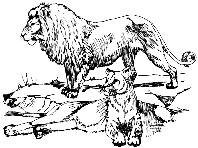 800x597 Free Lion Coloring Page Clipart, 1 Page Of Free To Use Images