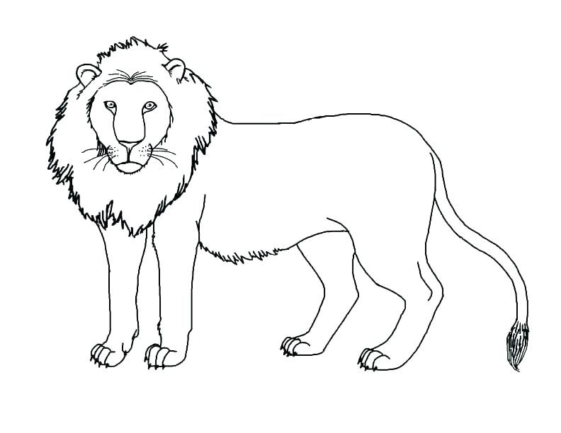 Male Lion Coloring Pages at GetColorings.com | Free printable colorings ...
