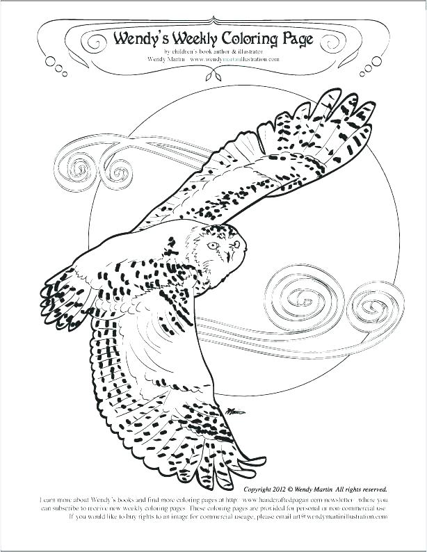 614x794 Snowy Owl Coloring Page Snowy Owl Coloring Page Snowy Owl Coloring