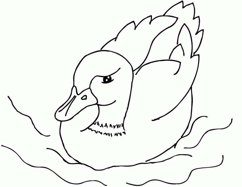 A Mallard Duckling Is Swimming Coloring Page 776x600 A Mallard Duckling Is Swimming Coloring Page