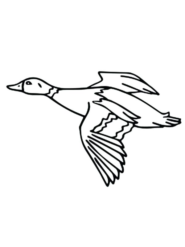 Duck Color Page Coloring Pages Ducks Actual Advice Mallard Duck 600x802 Duck Color Page Coloring Pages Ducks Actual Advice Mallard Duck
