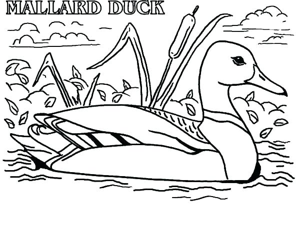Duck Coloring Pages Duck Color Page Actual Advice Mallard Duck 600x453 Duck Coloring Pages Duck Color Page Actual Advice Mallard Duck