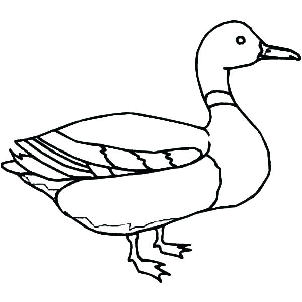 Duck Outline Coloring Page Of A Duck Mallard Duck Outline Coloring 600x600 Duck Outline Coloring Page Of A Duck Mallard Duck Outline Coloring