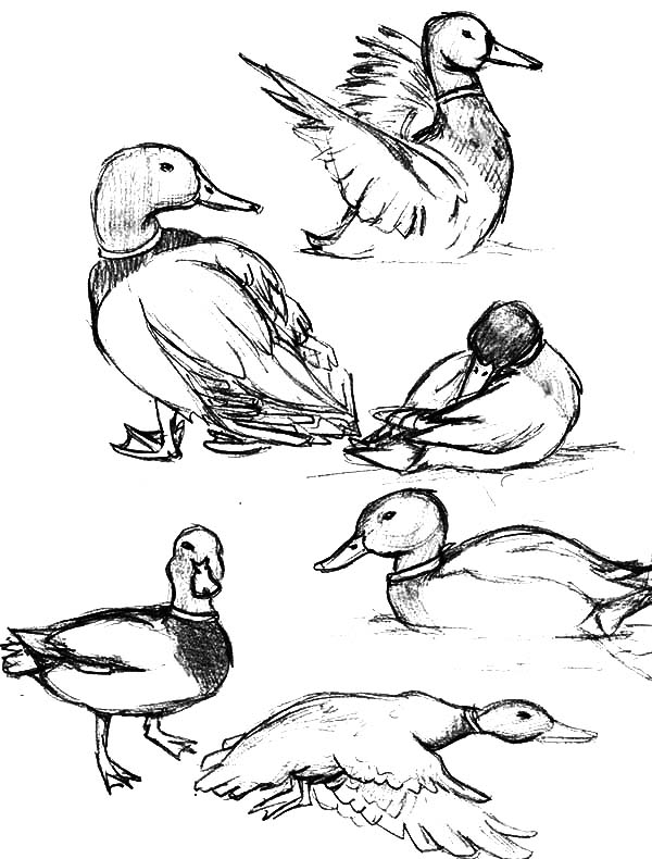 How To Draw Mallard Duck Coloring Pages Color Luna 600x790 How To Draw Mallard Duck Coloring Pages Color Luna