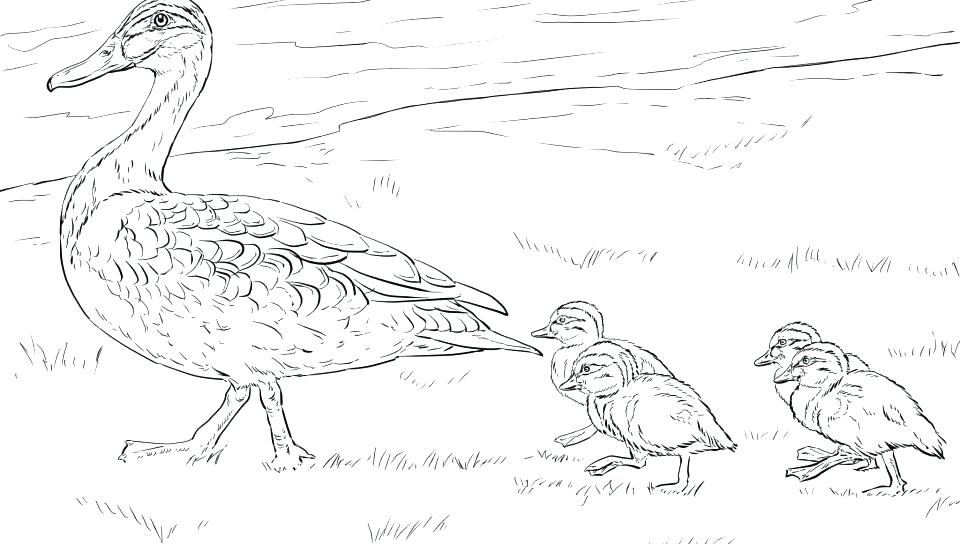 Mallard Duck Coloring Page Free Coloring Pages Of Animals Ducks 960x544 Mallard Duck Coloring Page Free Coloring Pages Of Animals Ducks