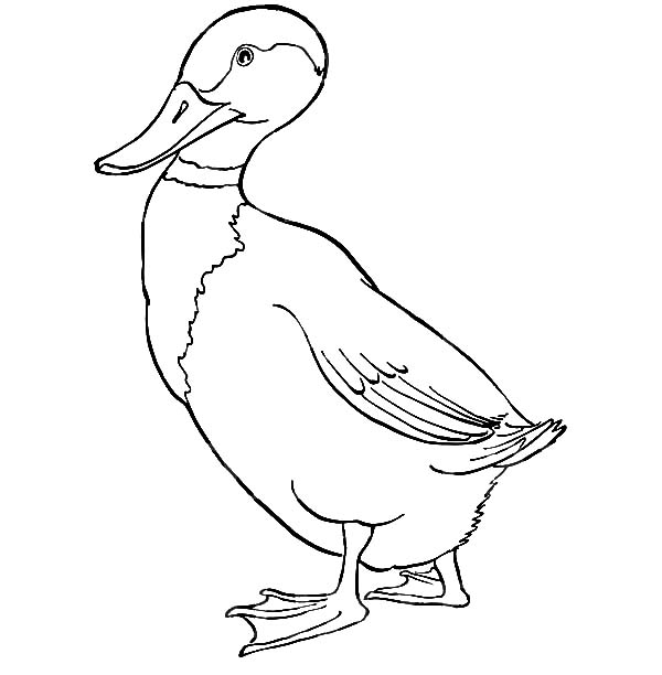 Mallard Duck Walking Forward Coloring Pages Color Luna 600x612 Mallard Duck Walking Forward Coloring Pages Color Luna