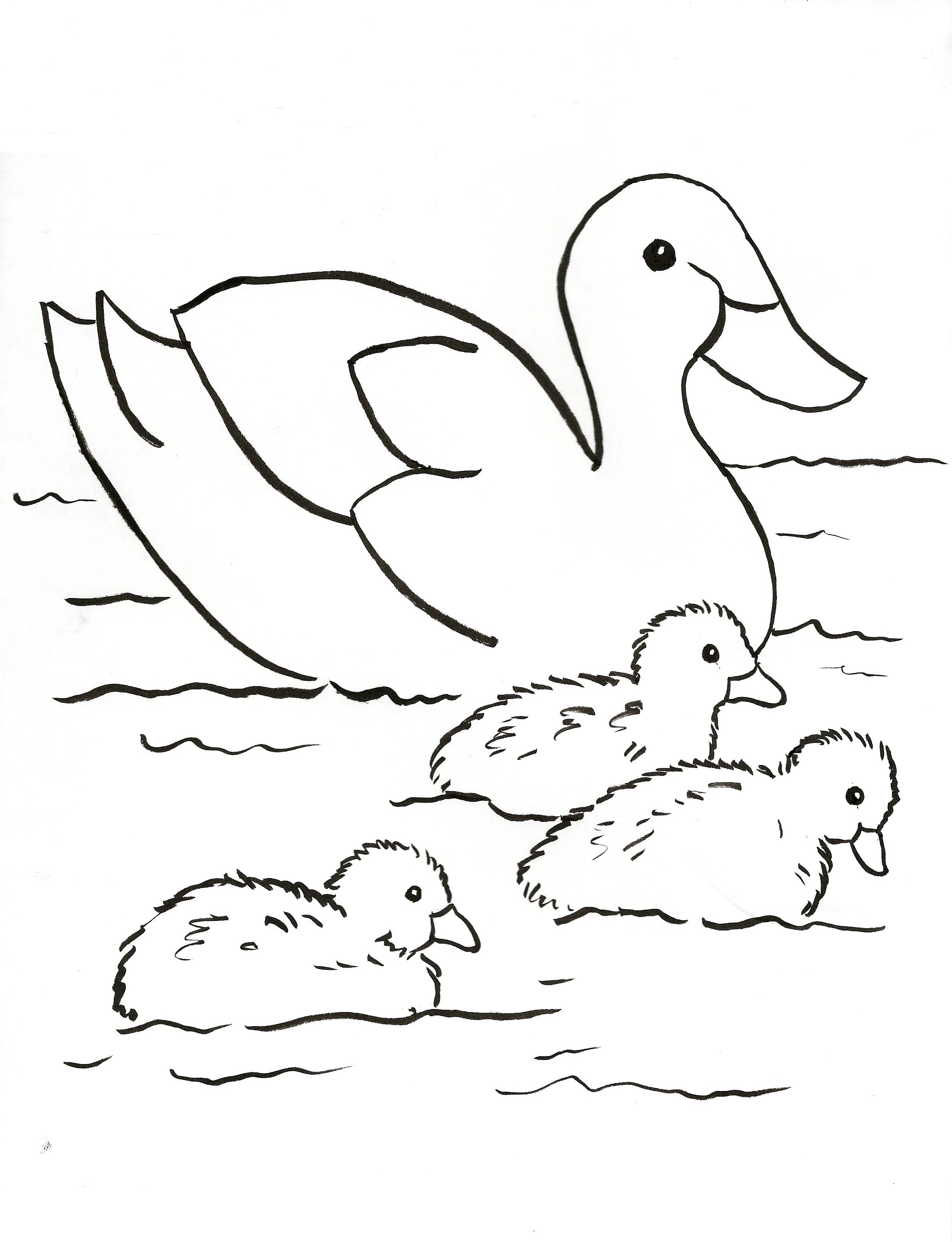 Better Mallard Ducks For Kids Coloring Pages C 2509x3273 Better Mallard Ducks For Kids Coloring Pages C