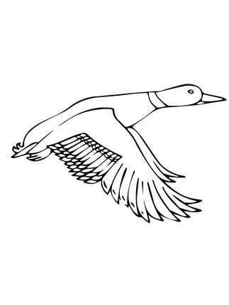 Ducksdrawings Flying Mallard Duck Coloring Page Drawing Ideas 323x430 Ducksdrawings Flying Mallard Duck Coloring Page Drawing Ideas