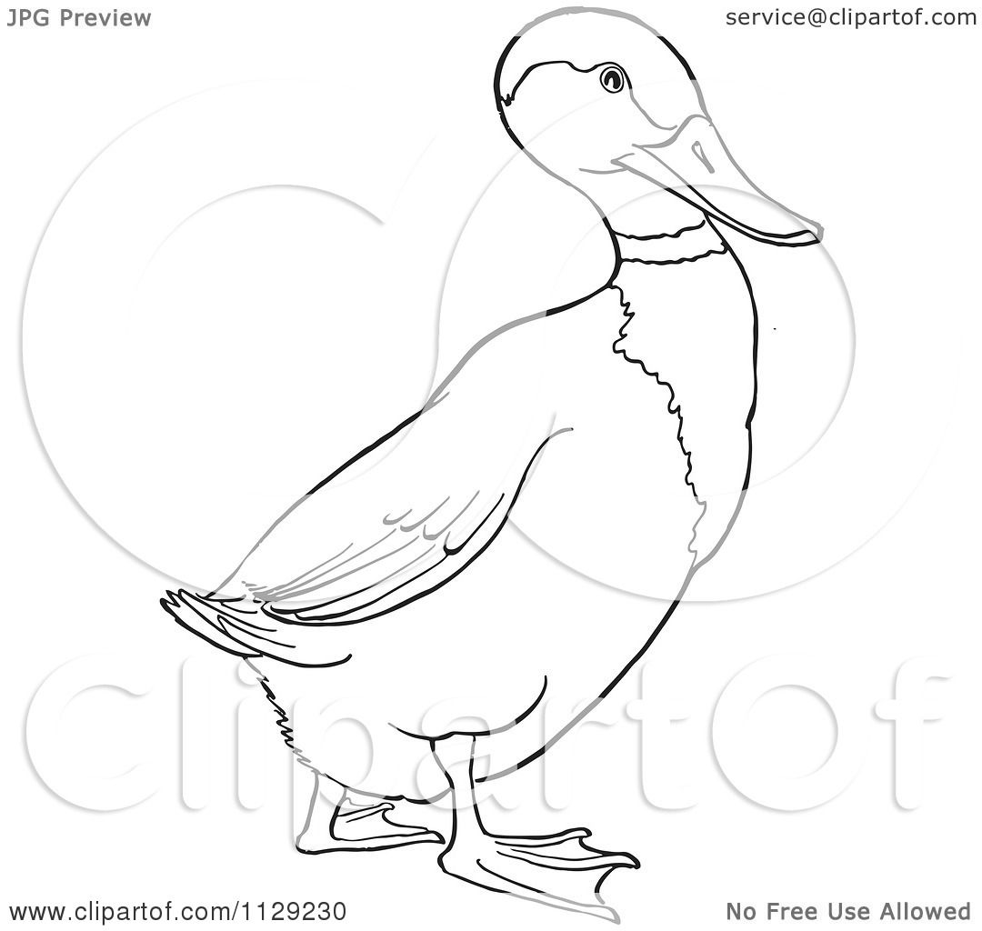 Cartoon Clipart Of An Outlined Drake Mallard Duck 1080x1024 Cartoon Clipart Of An Outlined Drake Mallard Duck