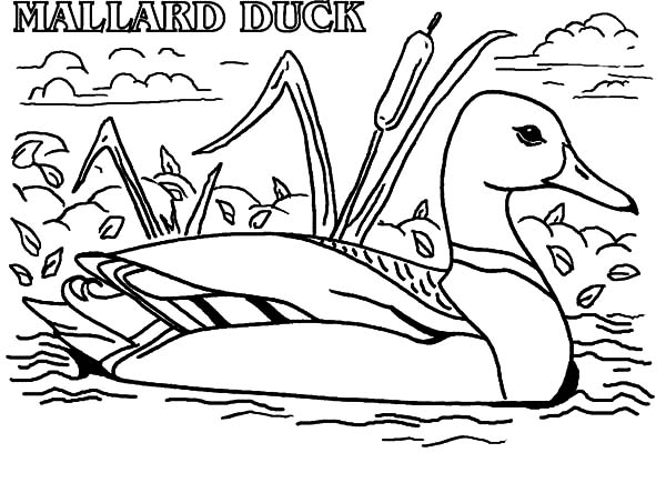 Mallard Duck Coloring Pages