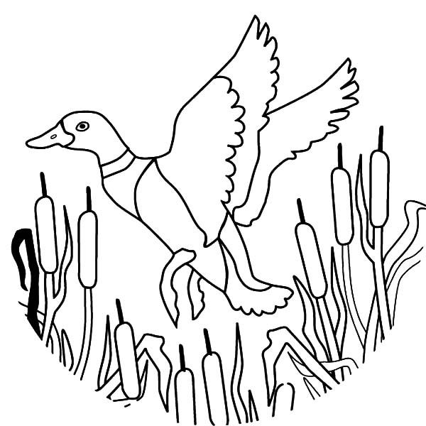 600x600 Duck Hunting Coloring Pages How To Draw Flying Mallard Duck