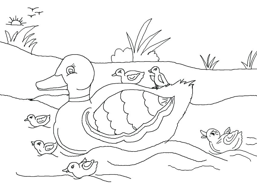 Mallard Duck Coloring Pages at GetColorings.com | Free printable ...