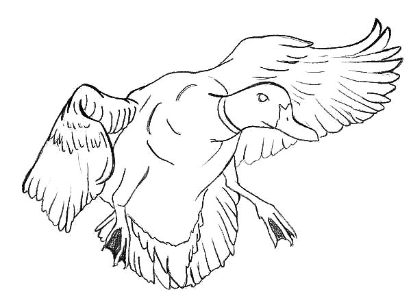 600x442 Mallard Coloring Page