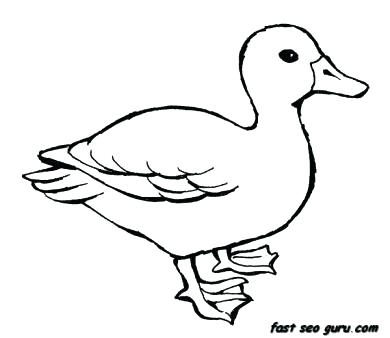 390x338 Mallard Duck Coloring Pa Lovely Coloring Pages Of Ducks