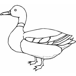 300x300 Mallard Duck Coloring Page