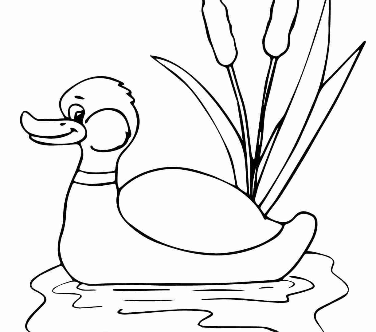 Printable Coloring Mallard Ducks Coloring Pages