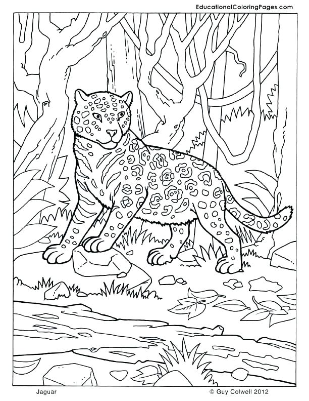 612x792 Mammal Coloring Pages Mammal Coloring Pages Mammals Book Four