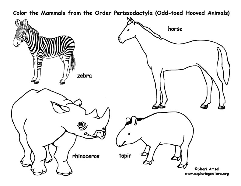 792x612 Zebras, Horses, Rhinos, Tapirs (Odd Toed Hooved Mammals) Coloring